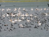 Pelecanus crispus 36, Kroeskoppelikaan, Saxifraga-Dirk Hilbers