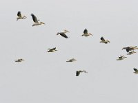 Pelecanus onocrotalus 34, Roze pelikaan, Saxifraga-Tom Heijnen