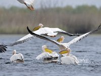 Pelecanus onocrotalus 40, Roze pelikaan, Saxifraga-Tom Heijnen