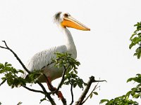 Pelecanus rufescens 2, Kleine pelikaan, Saxifraga-Bart Vastenhouw