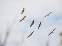 Pelecanus rufescens 3, Kleine pelikaan, Saxifraga-Bart Vastenhouw