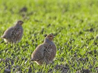 Perdix perdix 11, Patrijs, Saxifraga-Rik Kruit