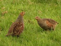 Perdix perdix 19, Patrijs, Saxifraga-Ab H Baas