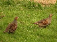 Perdix perdix 20, Patrijs, Saxifraga-Ab H Baas