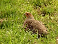 Perdix perdix 21, Patrijs, Saxifraga-Ab H Baas