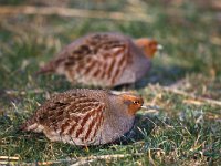 Perdix perdix 3, Patrijs, pair, Saxifraga-Piet Munsterman