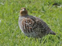 Patrijs #46617 : Perdix perdix, Patrijs, Grey Partridge