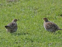 Patrijs #46616 : Perdix perdix, Patrijs, Grey Partridge