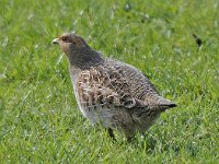 Patrijs #46615 : Perdix perdix, Patrijs, Grey Partridge