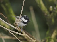 Periparus ater 1, Zwarte mees, Saxifraga-Martin Mollet