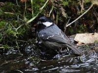 Periparus ater 11, Zwarte mees, Saxifraga-Luuk Vermeer