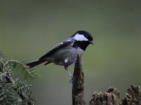 Periparus ater 13, Zwarte mees, Saxifraga-Luuk Vermeer