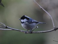 Periparus ater 14, Zwarte mees, Saxifraga-Luuk Vermeer