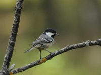 Periparus ater 16, Zwarte mees, Saxifraga-Luuk Vermeer