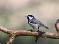 Periparus ater 18, Zwarte mees, Saxifraga-Luuk Vermeer