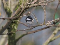 Periparus ater 2, Zwarte mees, Saxifraga-Martin Mollet