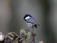 Periparus ater 20, Zwarte mees, Saxifraga-Luuk Vermeer