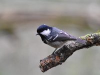 Periparus ater 25, Zwarte mees, Saxifraga-Luuk Vermeer