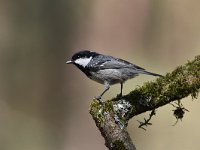 Periparus ater 26, Zwarte mees, Saxifraga-Luuk Vermeer