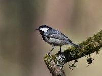 Periparus ater 27, Zwarte mees, Saxifraga-Luuk Vermeer