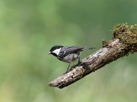 Periparus ater 32, Zwarte mees, Saxifraga-Luuk Vermeer