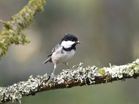 Periparus ater 33, Zwarte mees, Saxifraga-Luuk Vermeer