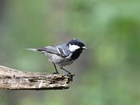 Periparus ater 41, Zwarte mees, Saxifraga-Luuk Vermeer