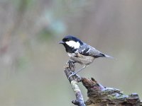 Periparus ater 42, Zwarte mees, Saxifraga-Luuk Vermeer