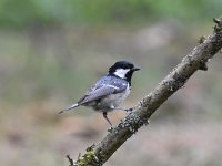 Periparus ater 43, Zwarte mees, Saxifraga-Luuk Vermeer