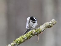 Periparus ater 49, Zwarte mees, Saxifraga-Luuk Vermeer