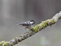 Periparus ater 50, Zwarte mees, Saxifraga-Luuk Vermeer