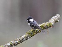 Periparus ater 52, Zwarte mees, Saxifraga-Luuk Vermeer