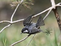 Periparus ater 54, Zwarte mees, Saxifraga-Luuk Vermeer