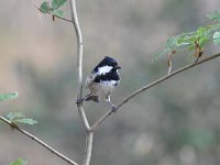 Periparus ater 55, Zwarte mees, Saxifraga-Luuk Vermeer