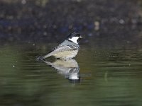 Periparus ater 6, Zwarte mees, Saxifraga-Luuk Vermeer