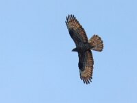 Pernis apivorus 66, Wespendief, Saxifraga-Mark Zekhuis