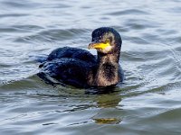 Phalacrocorax aristotelis 44, Kuifaalscholver, Saxifraga-Bart Vastenhouw