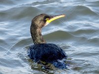 Phalacrocorax aristotelis 45, Kuifaalscholver, Saxifraga-Bart Vastenhouw