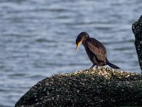 Phalacrocorax aristotelis 46, Kuifaalscholver, Saxifraga-Bart Vastenhouw