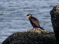 Phalacrocorax aristotelis 47, Kuifaalscholver, Saxifraga-Bart Vastenhouw