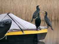 Phalacrocorax carbo 100, Aalscholver, Saxifraga-Tom Heijnen