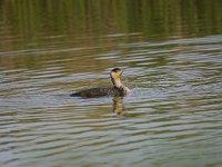 Phalacrocorax carbo 57, Aalscholver, Saxifraga-Luuk Vermeer