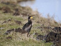 Phalacrocorax carbo 59, Aalscholver, Saxifraga-Luuk Vermeer