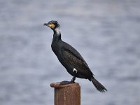 Phalacrocorax carbo 61, Aalscholver, Saxifraga-Luuk Vermeer