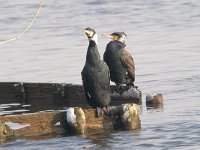 Phalacrocorax carbo 64, Aalscholver, Saxifraga-Luuk Vermeer