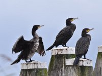 Phalacrocorax carbo 68, Aalscholver, Saxifraga-Luuk Vermeer