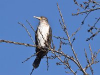 Phalacrocorax carbo 78, Aalscholver, Saxifraga-Luuk Vermeer