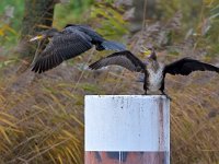 Phalacrocorax carbo 94, Aalscholver, Saxifraga-Tom Heijnen