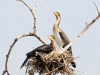 Phalacrocorax lucidus 10, Witborstaalscholver, Saxifraga-Bart Vastenhouw