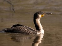 Phalacrocorax lucidus 11, Witborstaalscholver, Saxifraga-Bart Vastenhouw